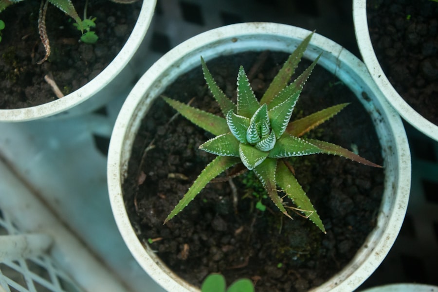 Photo marihuana seeds