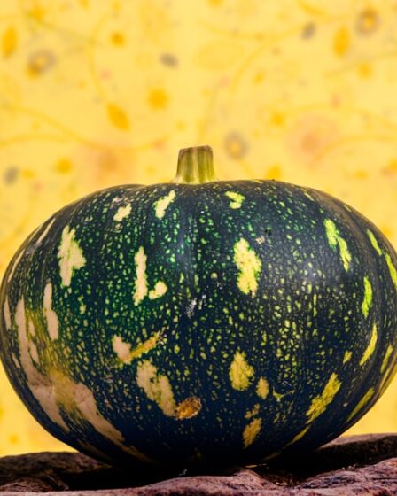 Podstawy kuchni roślinnej 8 Photo plant-based cuisine